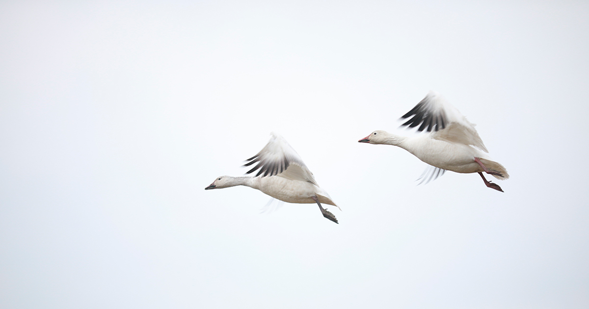 Necesidad de ternura